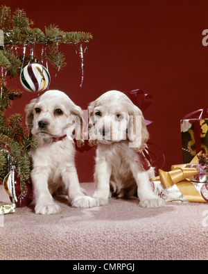 1960 anni sessanta retrò due cocker spaniel cuccioli centine rosso attorno al collo accanto a albero di Natale ornamenti regali TINSEL Foto Stock