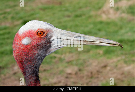 Gru Sarus (Grus antigone) Foto Stock