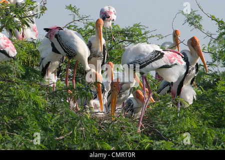 Dipinto di Stork ( Mycteria leucocephala ) Foto Stock