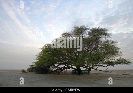 Bahrein, desertico area centrale, l albero della vita Foto Stock