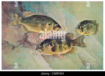 1923 Rock Bass Ambloplites rupestris Foto Stock