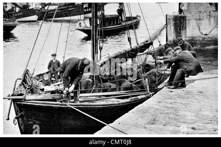 1923 Spese di spedizione pony Shetland Isola Foto Stock