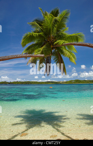 Gli alberi di palma, Shangri-La Resort Fijiano, Yanuca Island, Coral Coast, Viti Levu, Figi e Sud Pacifico Foto Stock