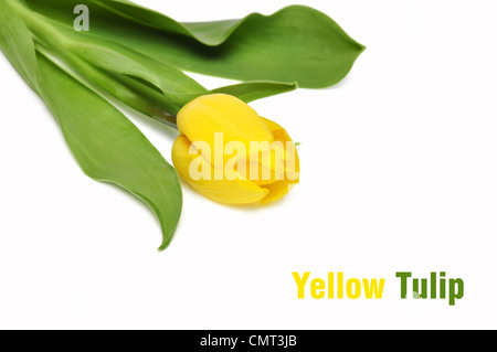 Tulipano giallo isolato su sfondo bianco. Closeup, shallow DOF. Foto Stock