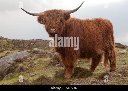 Highland bovini sul telecomando Applecross peninsular in Wester Ross nelle highlands scozzesi Foto Stock