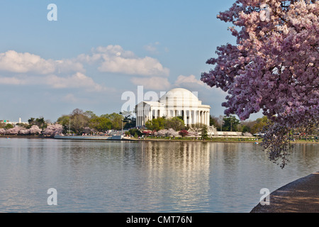 Fiori Ciliegio intorno al bacino di marea in Washington DC con Jefferson Memorial Foto Stock