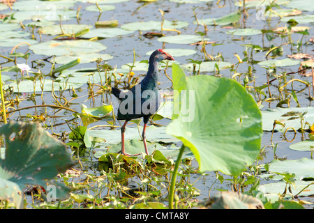 Purple Swamphen, Porphyrio porphyrio, Viola Moorhen, pollo sultano, Pūkekoz o viola la folaga, African Purple Swamphen, Indiana Foto Stock