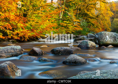 Fiume Dart in autunno, Parco Nazionale di Dartmoor, Devon, Inghilterra sudoccidentale, Europa Foto Stock