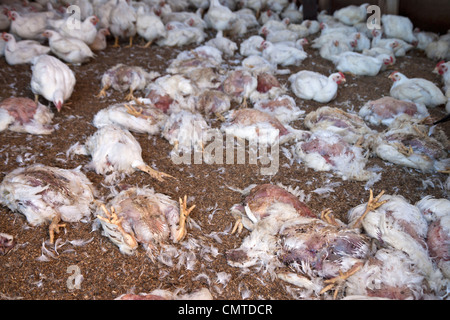 Defunto polli, allevamento di polli. Foto Stock