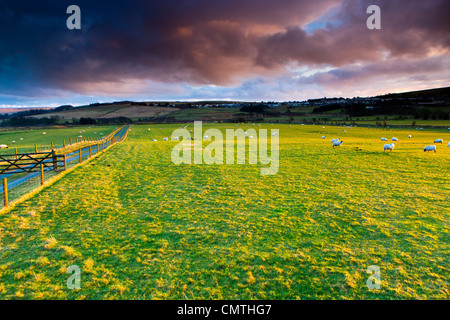 View over field towards Princetown, Dartmoor National Park, Devon, England, United Kingdom, Europe Foto Stock