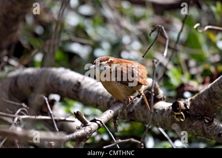 Carolina wren appollaiato sul ramo tra sottobosco in Tennessee Foto Stock