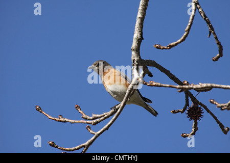 Orientale femmina bluebird appollaiato sul ramo in Tennessee Foto Stock