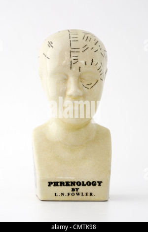 Il Phrenology busto su sfondo bianco Foto Stock