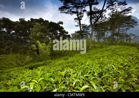 Sri Lanka - Nuwara Eliya, provincia di Kandy, piantagione di tè Foto Stock