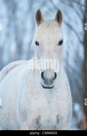 White Horse ritratto Foto Stock