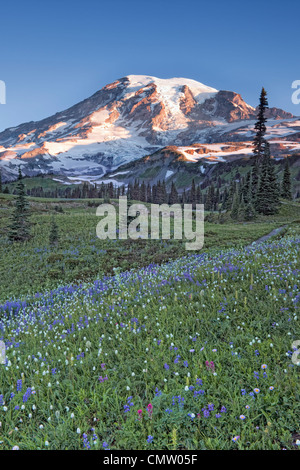 Il Paese delle Meraviglie Trail passa attraverso Washington's Mount Rainier National Park e il Mazama Ridge prati in fiore d'estate. Foto Stock
