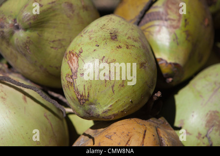 Pila di noci di cocco Foto Stock