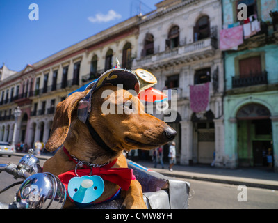 Un cane bassotto è vestito in un cappello, binky e red bow tie come attrazione per i turisti a l'Avana, Cuba. Foto Stock