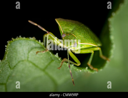 Nezara viridula, southern green stink bug o di verdura verde bug, un comune pest di semi di soia e legumi. Foto Stock
