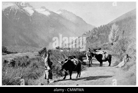 1925 Trasporto tibetano Himalaya valley Foto Stock