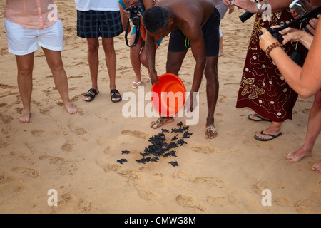 Sri Lanka - giovani tartarughe incubatoio realizzato nell'oceano, Koggala Beach, villaggio nei pressi di Galle Foto Stock