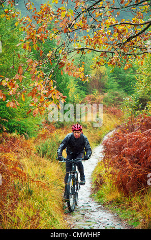 Mountain biker senza lasciarsi scoraggiare dalla pioggia a metà del Galles centrale di Coed y Brenin casa di molti appositamente costruito sentieri Foto Stock