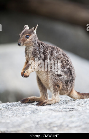 Mareeba Aeroporto Rock Wallaby (Petrogale Mareeba Aeroporto). Granite Gorge, Mareeba Aeroporto, altopiano di Atherton, Queensland, Australia Foto Stock