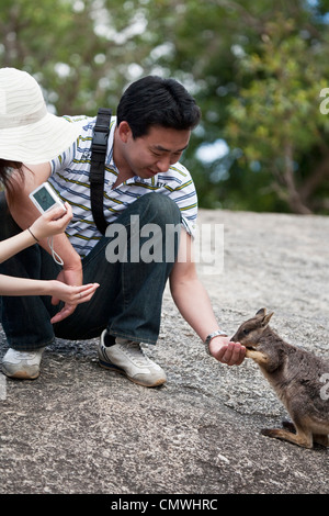 Turisti asiatici alimentazione manuale Mareeba Aeroporto Rock Wallaby. Mareeba Aeroporto, altopiano di Atherton, Queensland, Australia Foto Stock