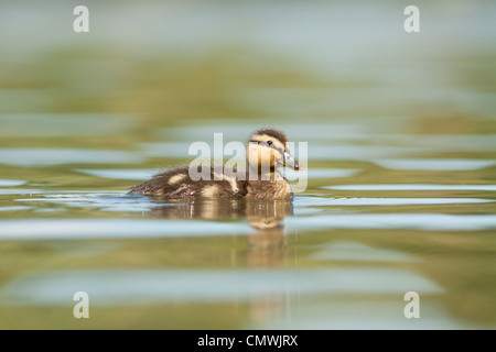 Mallard anatroccolo Foto Stock