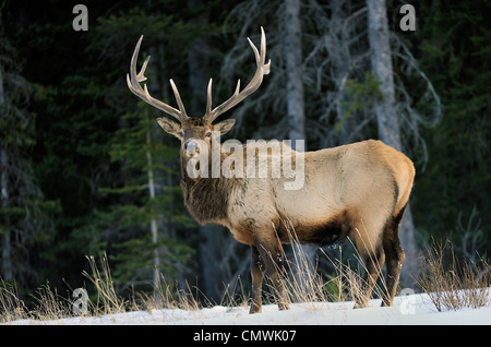 Una vista laterale di un grande bull elk su una coperta di neve ridge Foto Stock