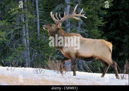 Un grande bull elk camminando lungo una coperta di neve ridge Foto Stock