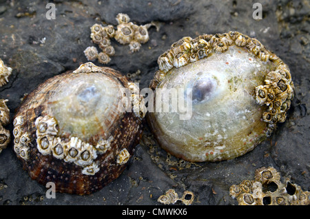 Patelle e cirripedi su una spiaggia rocciosa e nel nord della Francia Foto Stock
