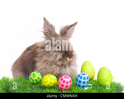 Coniglio di Pasqua Foto Stock