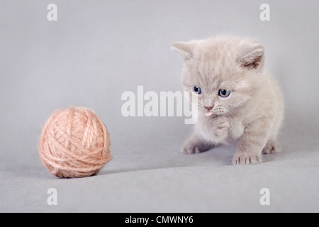 British Shorthair gattino con gomitolo di lana Foto Stock