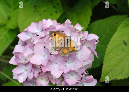 Gatekeeper Butterfly noto anche presso la siepe Brown Foto Stock