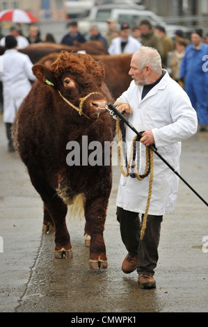 Gli agricoltori sfilando Luing tori di un nativo di razza scozzese prima di una vendita a Castle Douglas. Foto Stock