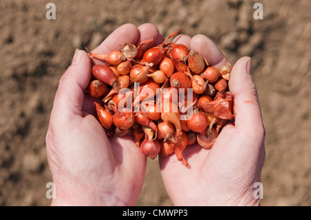 Mani femminili azienda semi di cipolla Foto Stock