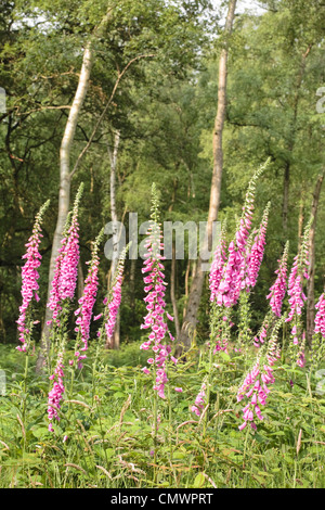 Wild foxglove fiori in un bosco di impostazione Foto Stock