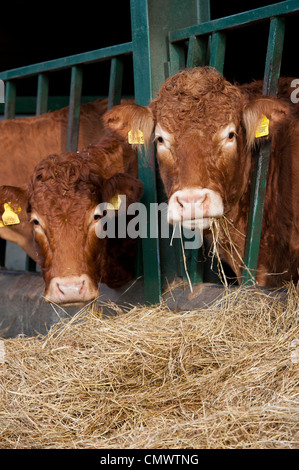 Limousin bovini da carne di mangiare il fieno da dietro barriere di alimentazione nel capannone. Foto Stock