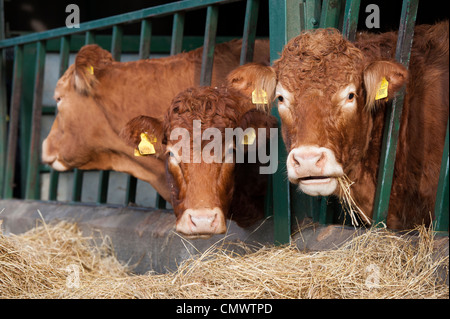 Limousin bovini da carne di mangiare il fieno da dietro barriere di alimentazione nel capannone. Foto Stock