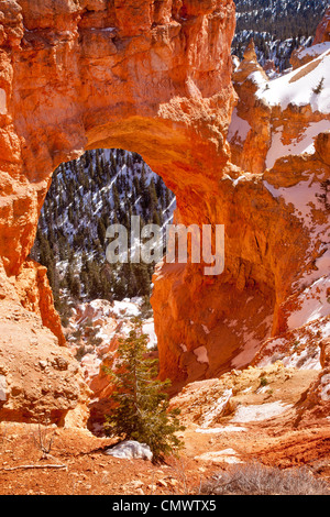 Il Ponte naturale formazione di roccia, Bryce Canyon National Park nello Utah Stati Uniti d'America Foto Stock
