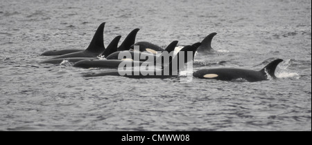Un pod di balene killer (Orcinus orca) nelle acque dello Stretto di ghiaccio, a sud-est di Alaska Foto Stock