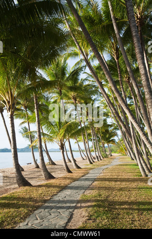 Palm trees along beachfront at Palm Cove, Cairns, Queensland, Australia Foto Stock