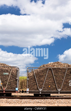 Raccolta della canna da zucchero caricato in contenitori pronti per essere trasportati per lo zucchero mulino. Cairns, Queensland, Australia Foto Stock