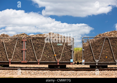 Raccolta della canna da zucchero caricato in contenitori pronti per essere trasportati per lo zucchero mulino. Cairns, Queensland, Australia Foto Stock