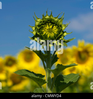 Close-up su una testa di girasole chiuso. Limagne. Auvergne. La Francia. L'Europa. Foto Stock