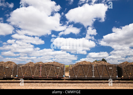 Raccolta della canna da zucchero caricato in contenitori pronti per essere trasportati per lo zucchero mulino. Cairns, Queensland, Australia Foto Stock