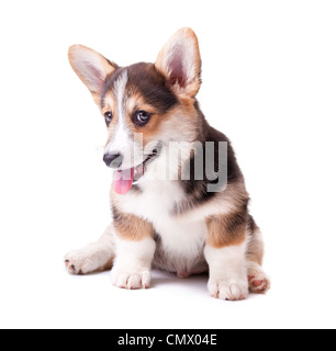 Cucciolo di cane di razza Welsh Corgi Pembroke su bianco Foto Stock