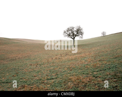 Misty landscape with lone tree on grassy hill at dawn during early spring Foto Stock