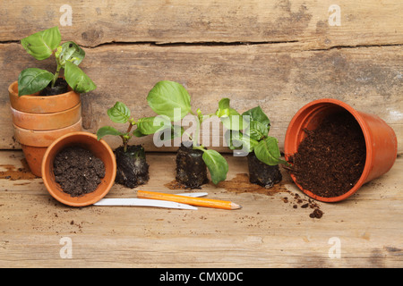 Piantina plug piante e pentole su una tavola di legno banco di incapsulazione Foto Stock